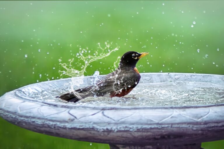 birdbath